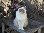 tecoa, ragdoll... - Ragdoll