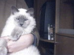 Shadow a maintenant presque 4 mois - Ragdoll