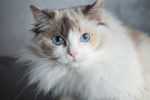 Photo Ragdoll