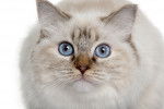 Photo Ragdoll