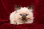 Photo Ragdoll