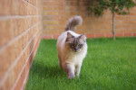 Photo Ragdoll