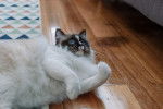 Photo Ragdoll