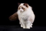 Photo Ragdoll