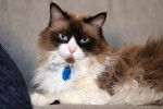 Photo Ragdoll