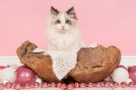 Photo Ragdoll