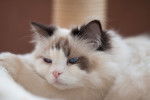 Photo Ragdoll