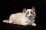 Photo Ragdoll