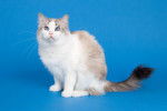 Photo Ragdoll