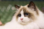 Photo Ragdoll