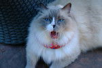Photo Ragdoll