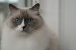 Photo Ragdoll