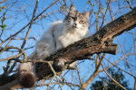 Un Ragdoll sur une branche d'arbre