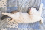 Photo Ragdoll