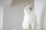 Photo Ragdoll