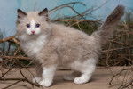 Photo Ragdoll