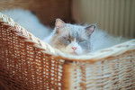 Photo Ragdoll