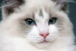 Photo Ragdoll
