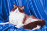 Photo Ragdoll