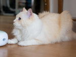 Photo Ragdoll
