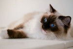 Photo Ragdoll
