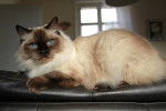 Photo Ragdoll