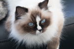 Un Ragdoll allongé sur un canapé foncé