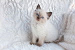 Un chaton Ragdoll sur un canapé
