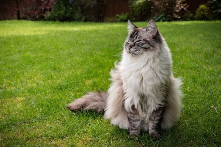 Un Ragdoll assis sur du gazon parfaitement entretenu