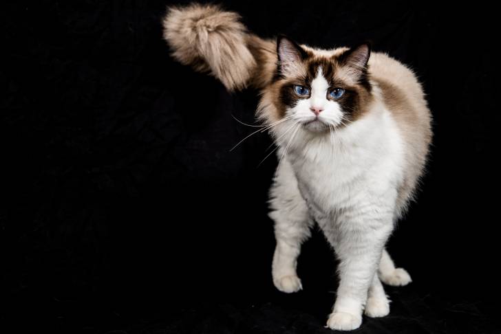 Photo Ragdoll