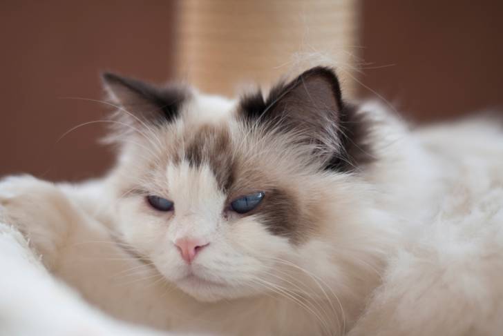 Photo Ragdoll