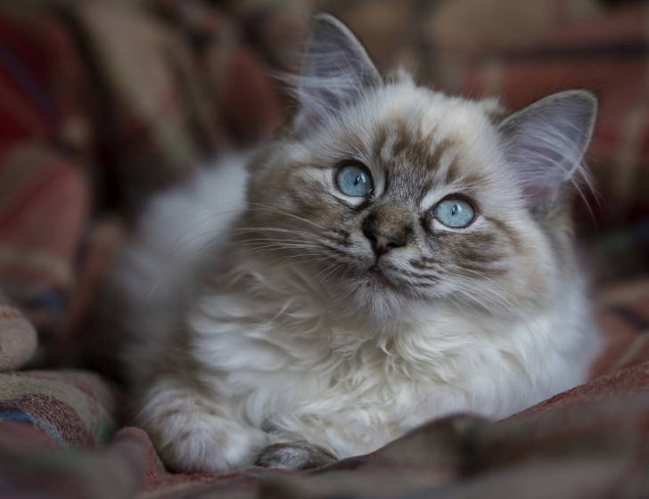 Photo Ragdoll