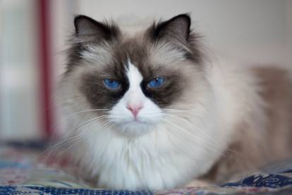 Un Ragdoll allongé sur un lit