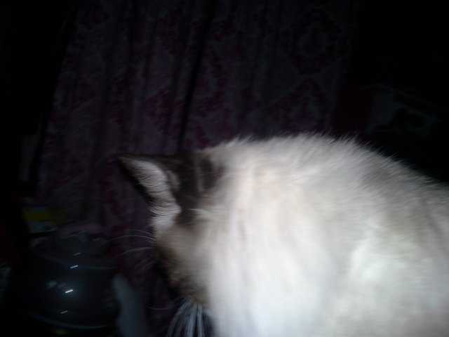 mocha - Ragdoll Femelle (2 ans)