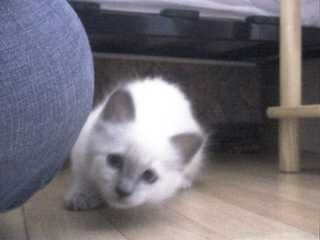 À la chasse - Ragdoll