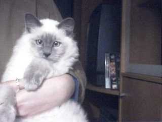 Shadow a maintenant presque 4 mois - Ragdoll