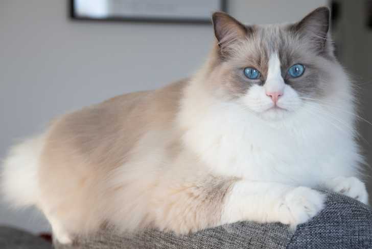 Ragdoll gris et blanc aux yeux bleus