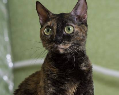 Un Ural Rex écaille de tortue sur un fond vert