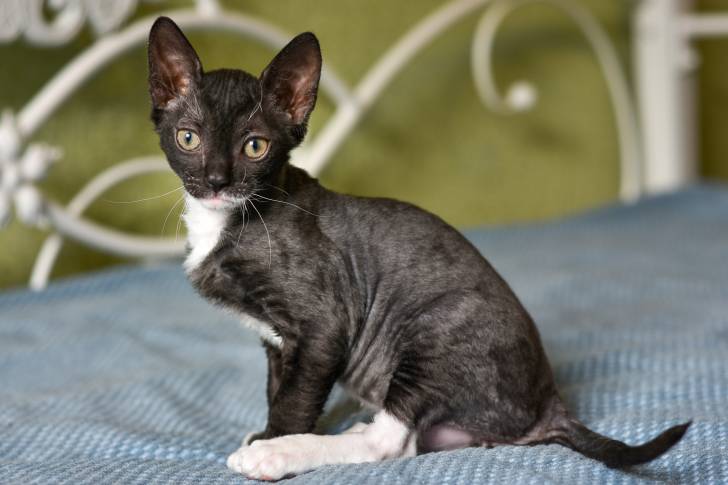 Un Ural Rex noir et blanc assis sur un lit