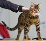 Photo Toyger