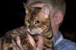 Photo Toyger