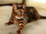 Photo Toyger