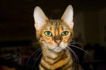 Toyger - Toyger