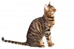 Toyger - Toyger