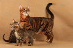 Toyger - Toyger