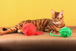 Toyger - Toyger