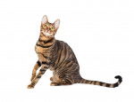 Photo Toyger