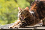 Photo Toyger