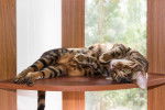 Photo Toyger