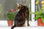 Photo Toyger